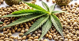 Discovering the Richness of Cannabis Seeds Hawaii