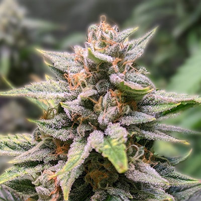 Discovering the Richness of Cannabis Seeds Hawaii