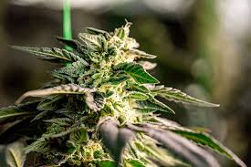 Discovering the Richness of Cannabis Seeds Hawaii