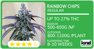 The Ultimate Guide to Cannabis Seeds Ohio