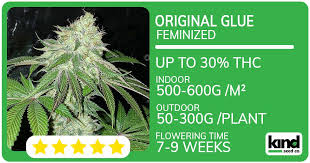 The Ultimate Guide to Cannabis Seeds Ohio